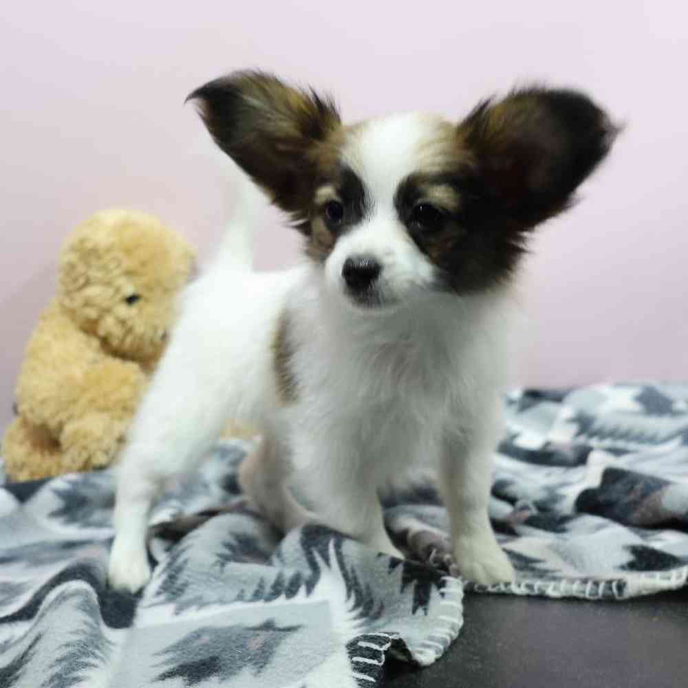 carousel pet images