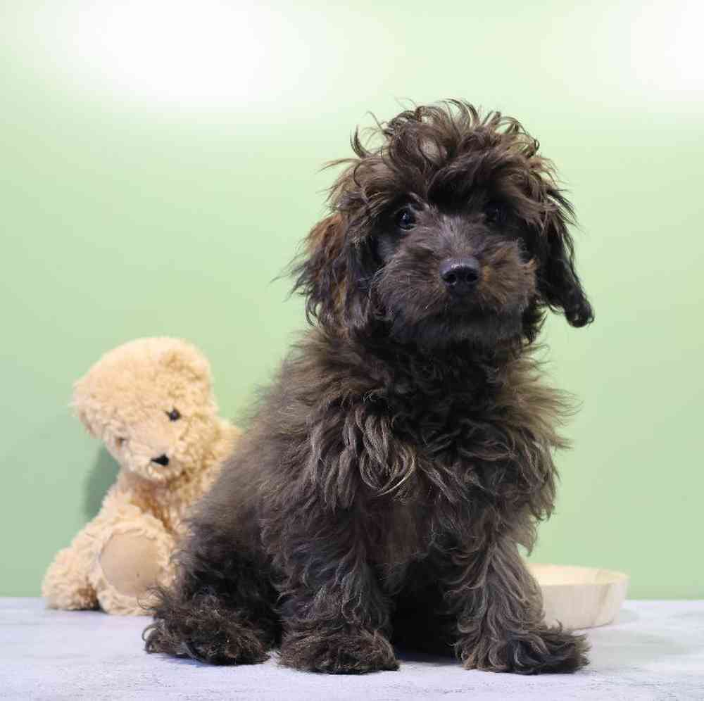 Male Doxiepoo Puppy for Sale in Millersburg, IN