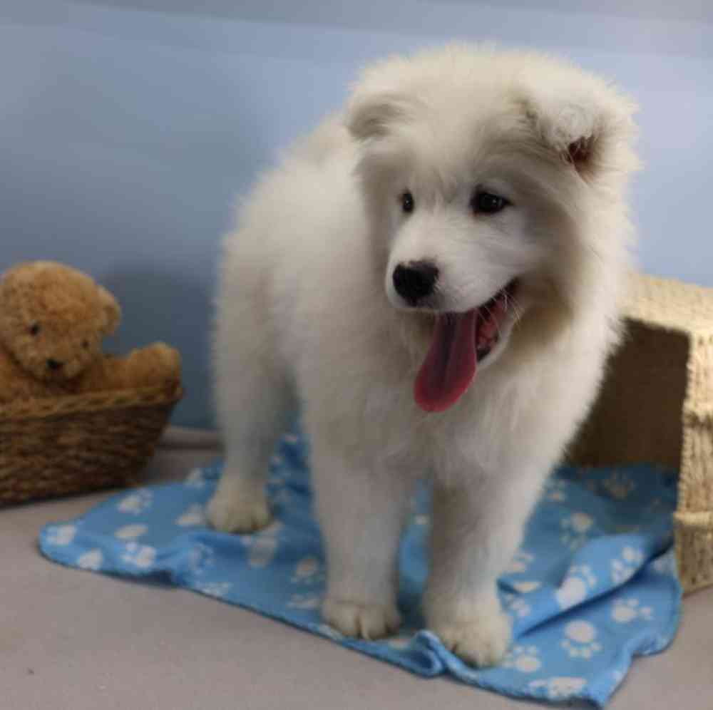 Male Samoyed Puppy for Sale in Millersburg, IN