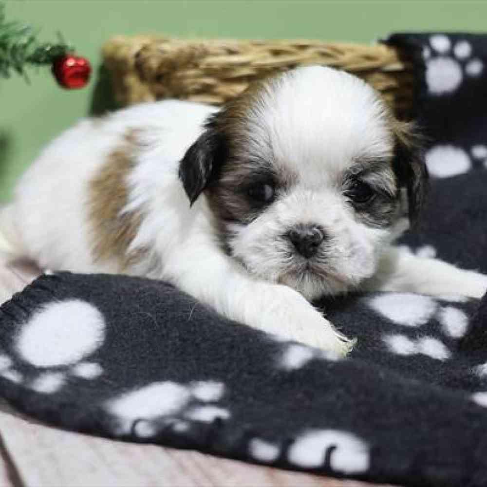 carousel pet images