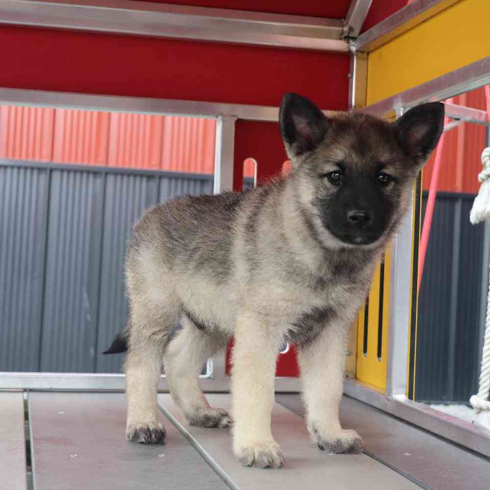 Male Norwegian Elkhound Puppy for Sale in Millersburg, IN