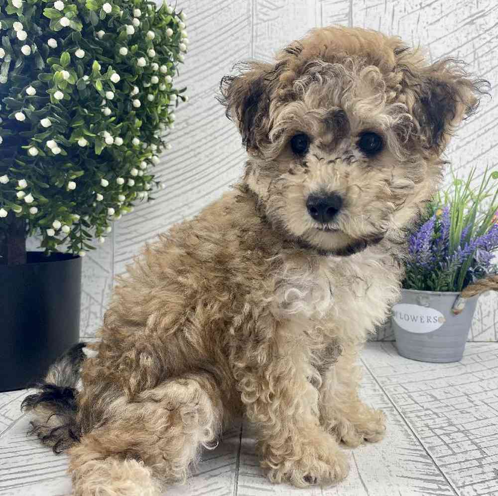 carousel pet images