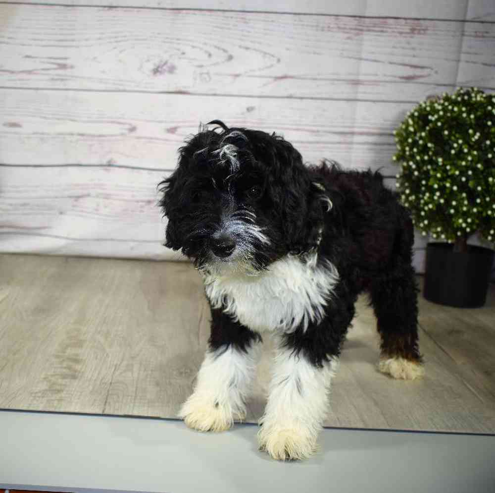 carousel pet images