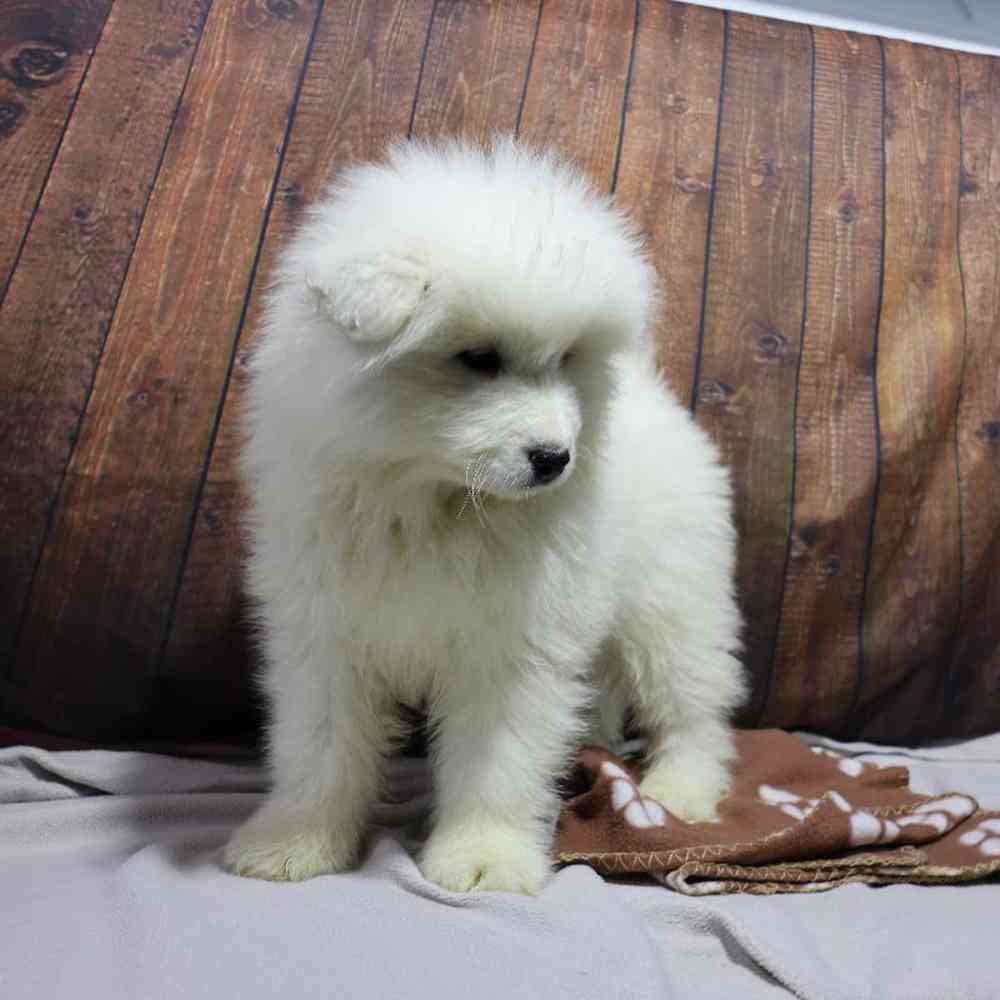 Male Samoyed Puppy for Sale in Millersburg, IN