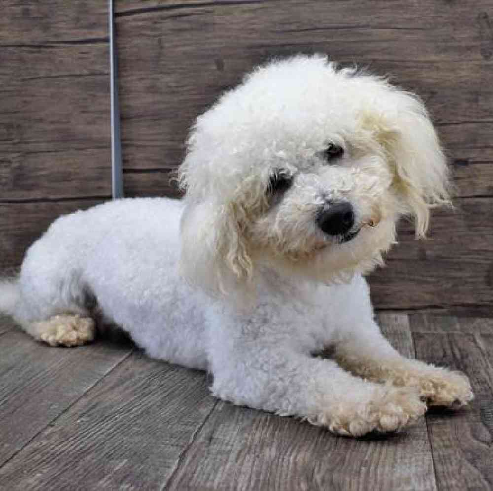 Male Bichon Puppy for sale