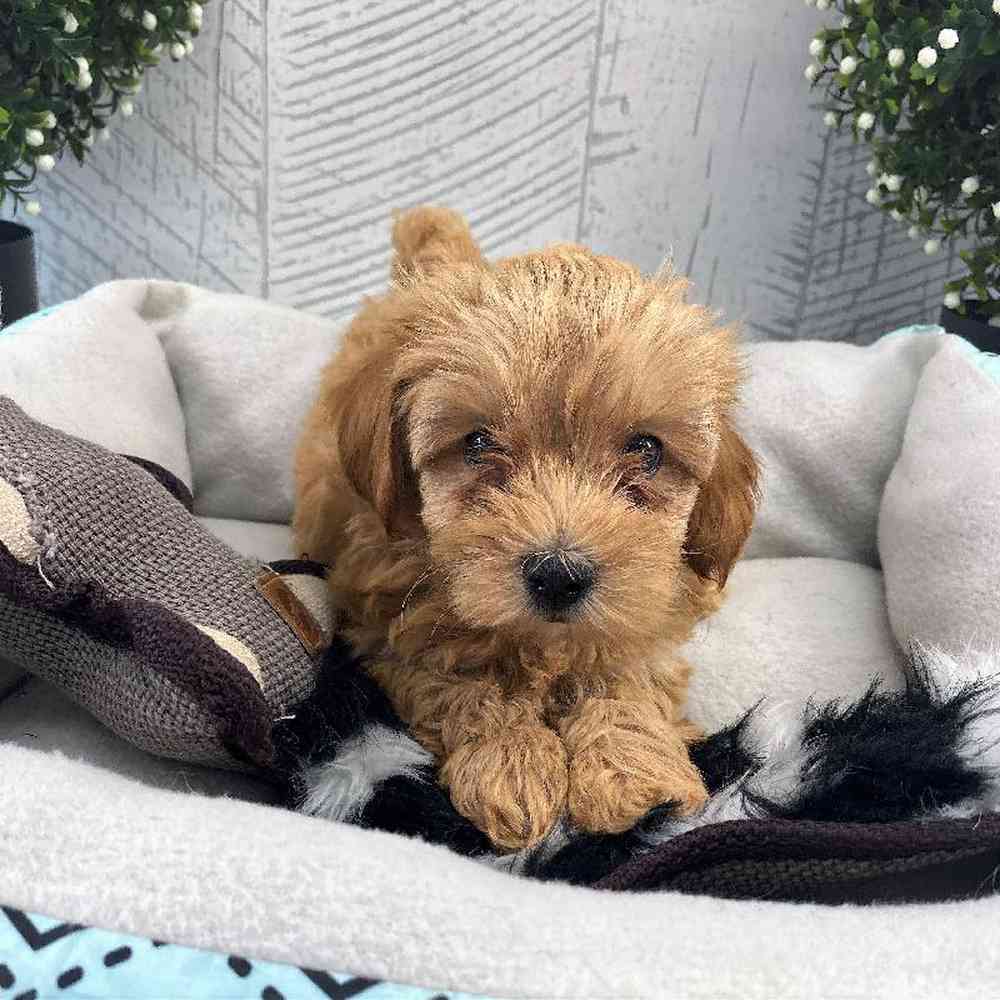 carousel pet images