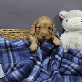 Dachshund