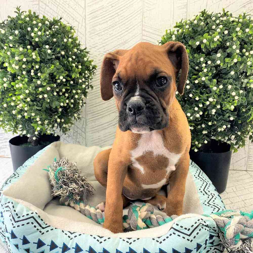 carousel pet images
