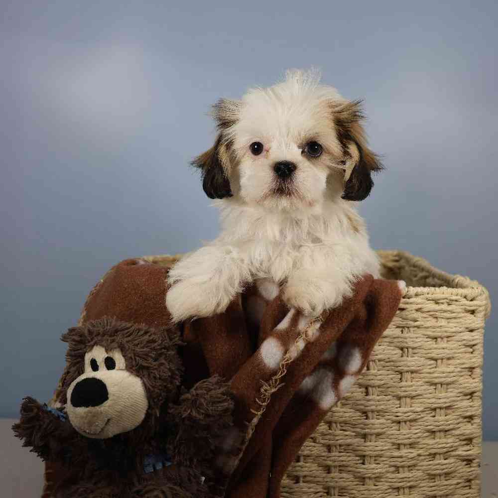 carousel pet images