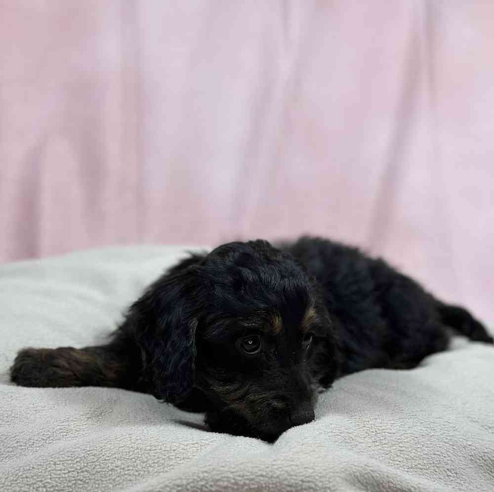 carousel pet images