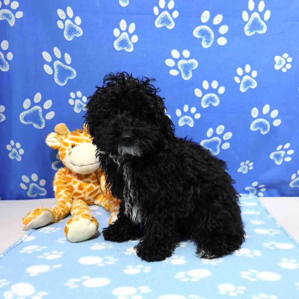 carousel pet images