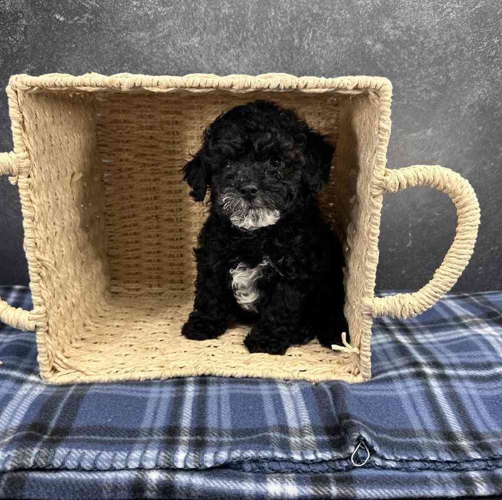 Male Mini Poodle Puppy for Sale in Millersburg, IN