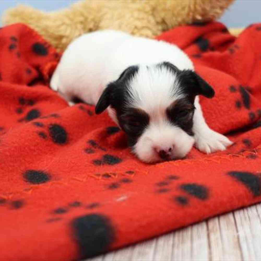 carousel pet images