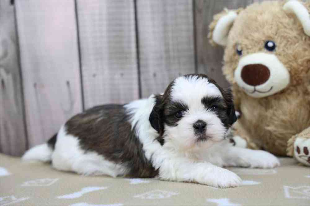 carousel pet images
