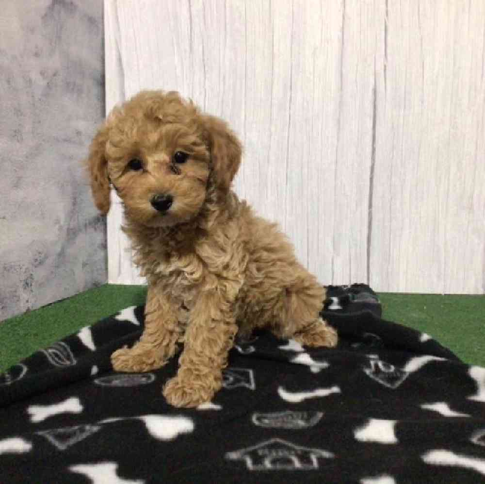 Male Mini Poodle Puppy for Sale in Millersburg, IN