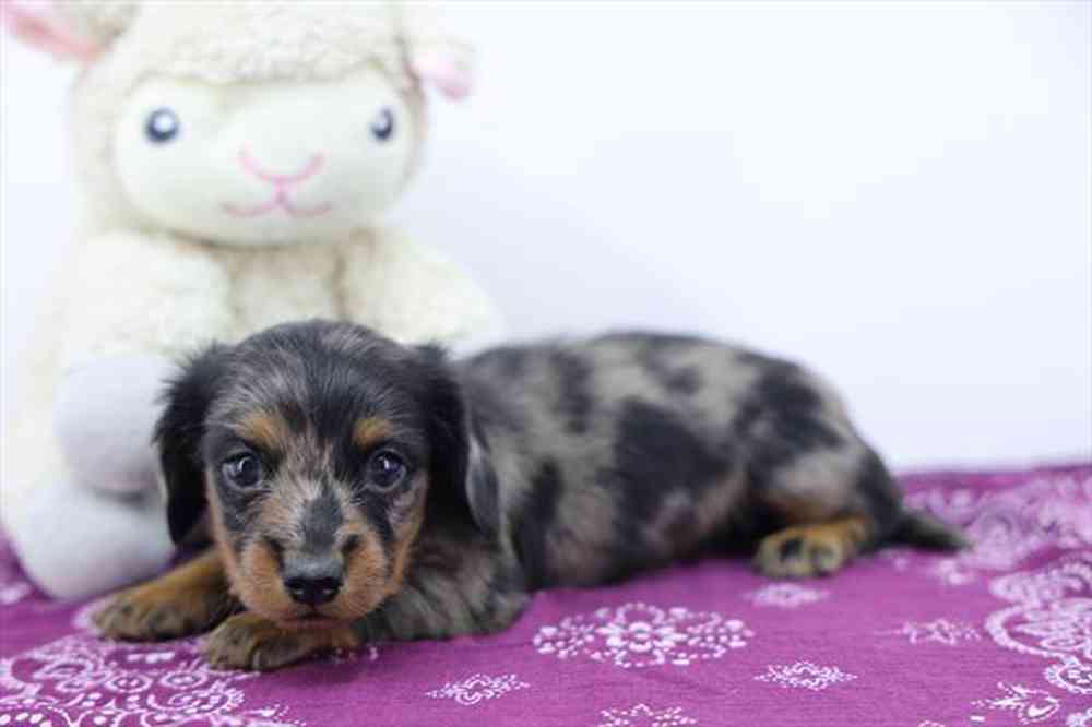 carousel pet images