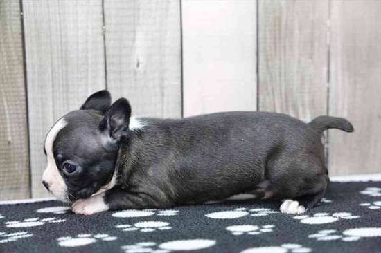 Boston Terrier