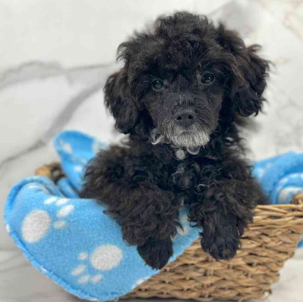 Male Mini Poodle Puppy for Sale in Millersburg, IN