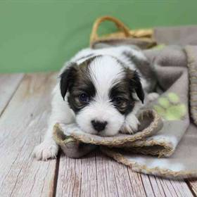 Papillon