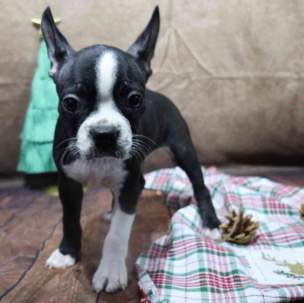 carousel pet images
