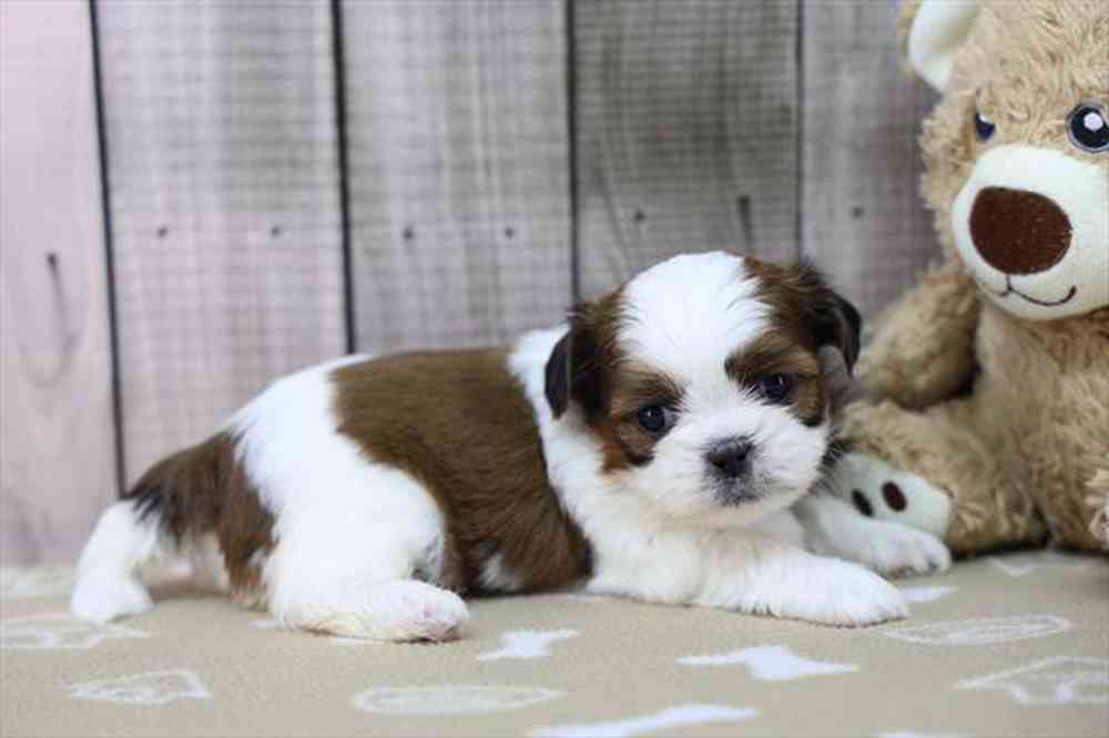 carousel pet images