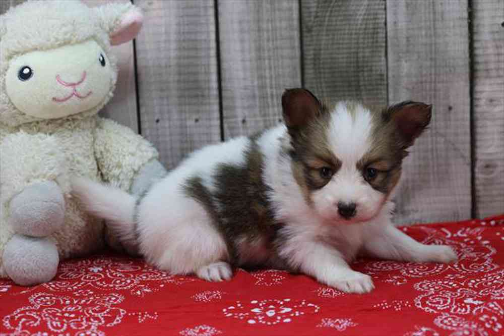 carousel pet images