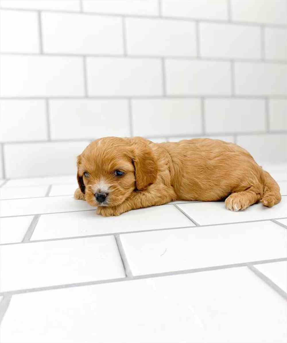 carousel pet images