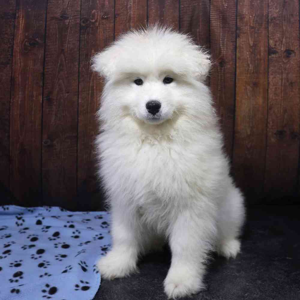 Male Samoyed Puppy for Sale in Millersburg, IN