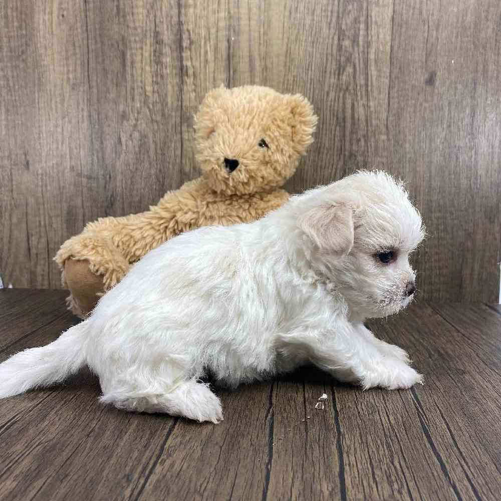 Male Shichon Puppy for Sale in Millersburg, IN