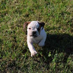 Bulldoggle