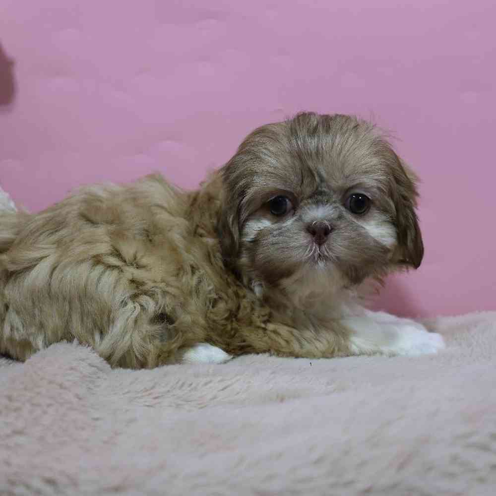 carousel pet images