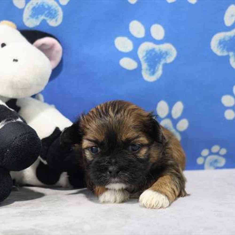 carousel pet images