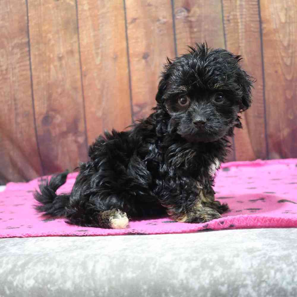 Female Havanese Puppy for Sale in Millersburg, IN