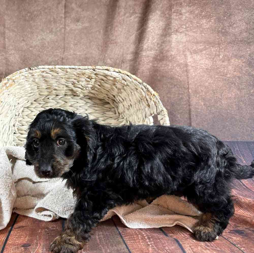 carousel pet images