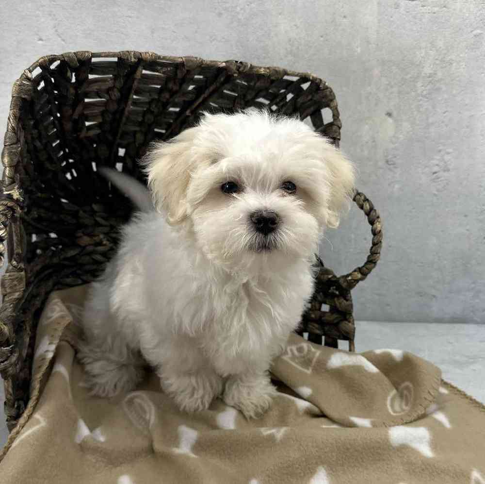 Male Shichon Puppy for Sale in Millersburg, IN