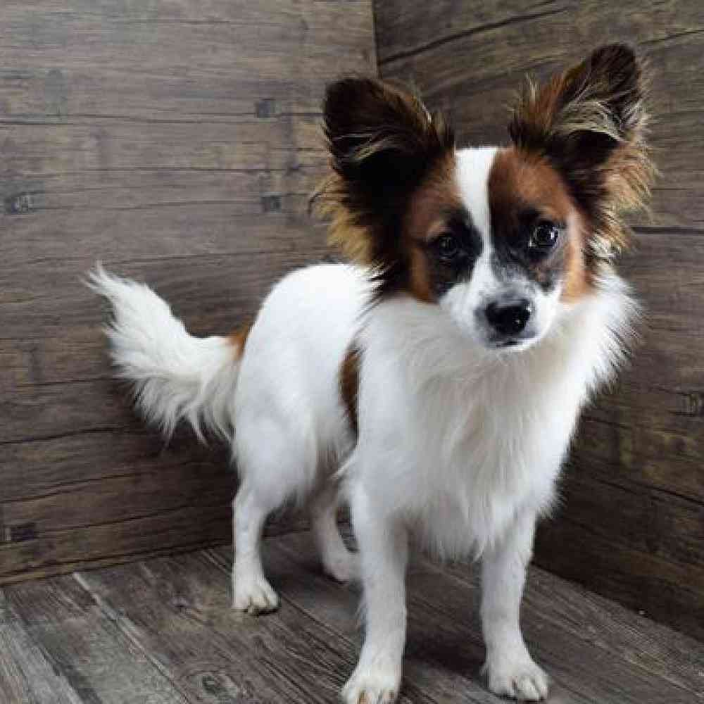 carousel pet images