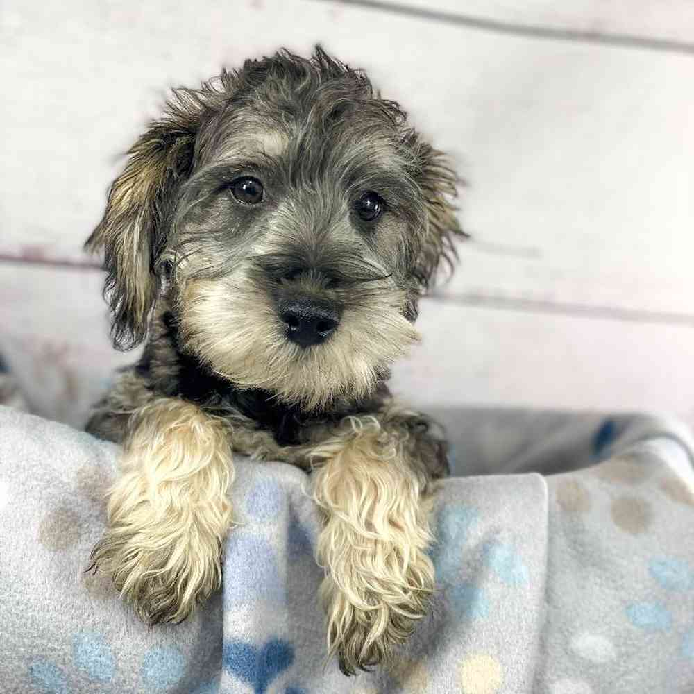carousel pet images