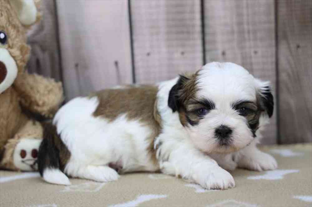 carousel pet images