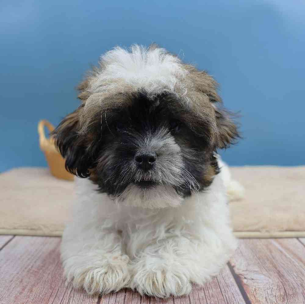 carousel pet images