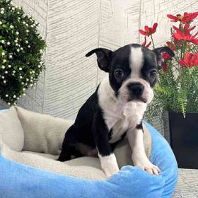 Boston Terrier