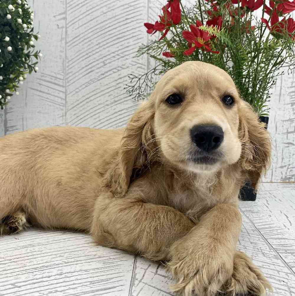 carousel pet images