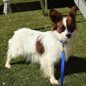 Papillon