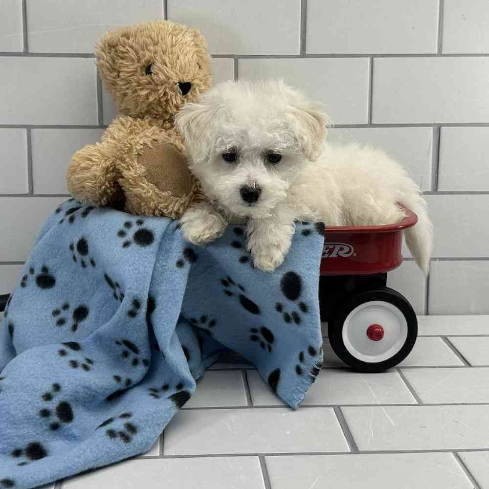 Male Bichon Puppy for Sale in Millersburg, IN