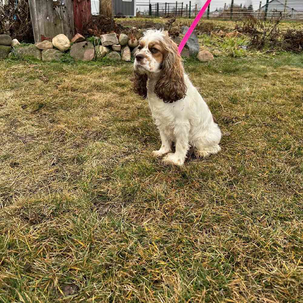 Female Cocker Spaniel Puppy for Sale in Millersburg, IN