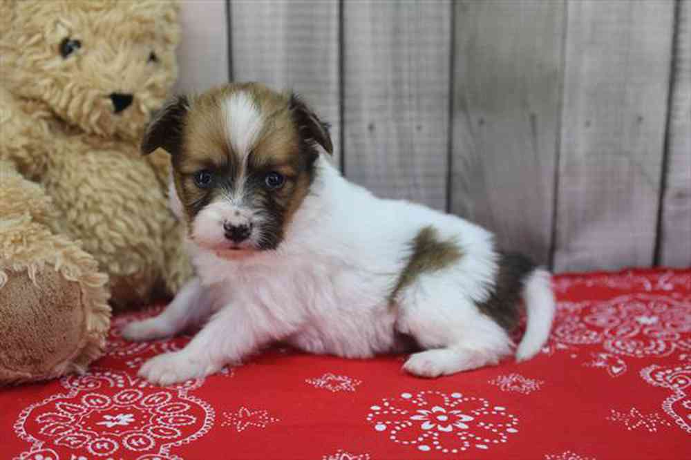 carousel pet images