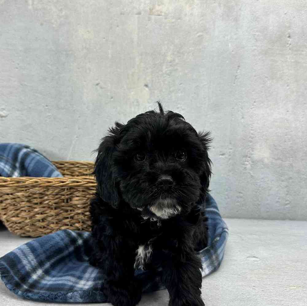 carousel pet images