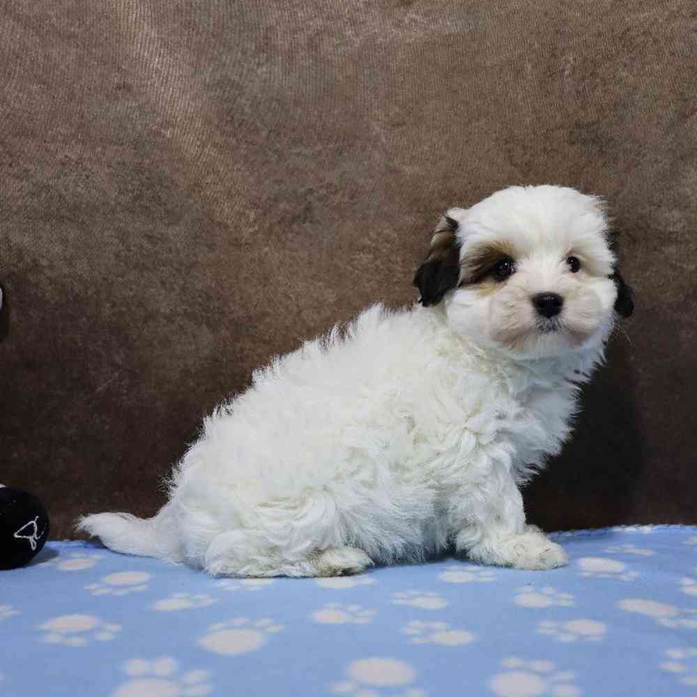 Male Maltipoo Puppy for Sale in Millersburg, IN