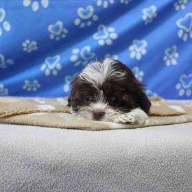 Havanese-Shih Tzu