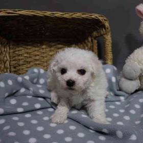 Bichon