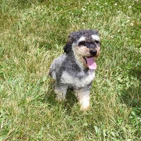 Schnoodle